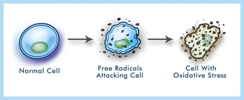 PQQ Helps Cells Fight off Free Radicals PQQ Helps Cells Fight off Free Radicals