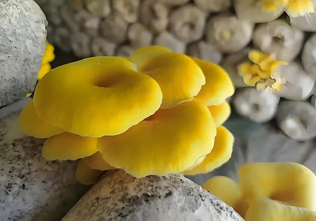 Ergothioneine; Poudre d'ergothionéine