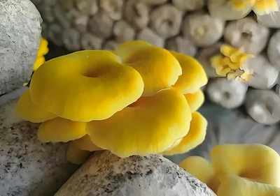 Ergothioneine; Poudre d'ergothionéine