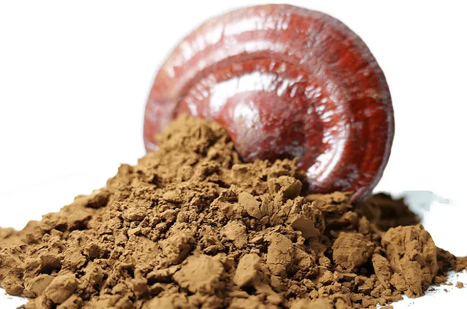 Ganoderma Lucidum Poudre 80 Maille