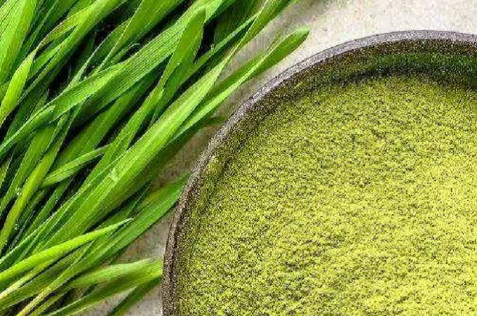 Poudre organique d'herbe de blé 80 maille