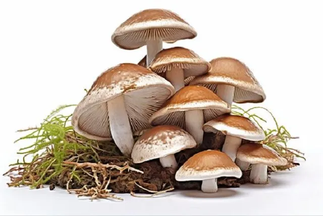 Les solutions de poudre de prémélange nutraceutique OEM couvrent la gamme de secteurs de santé